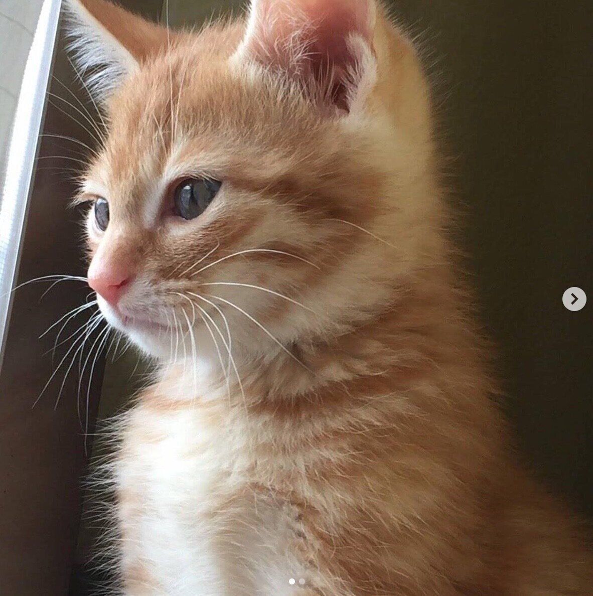 子猫時代のうにくん