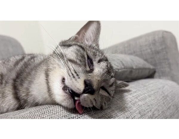 寝顔が可愛いととまるくん