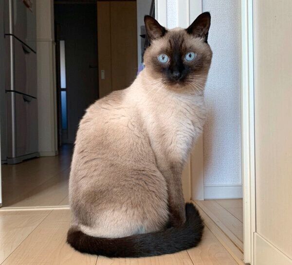 見つめるアルくん