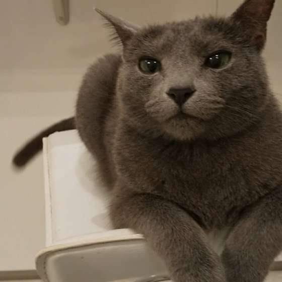 ロシアンブルーの魅力といえば 性格 毛色の特徴 ねこのきもちweb Magazine