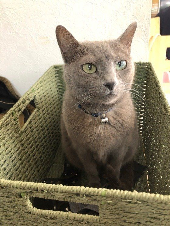 ロシアンブルー