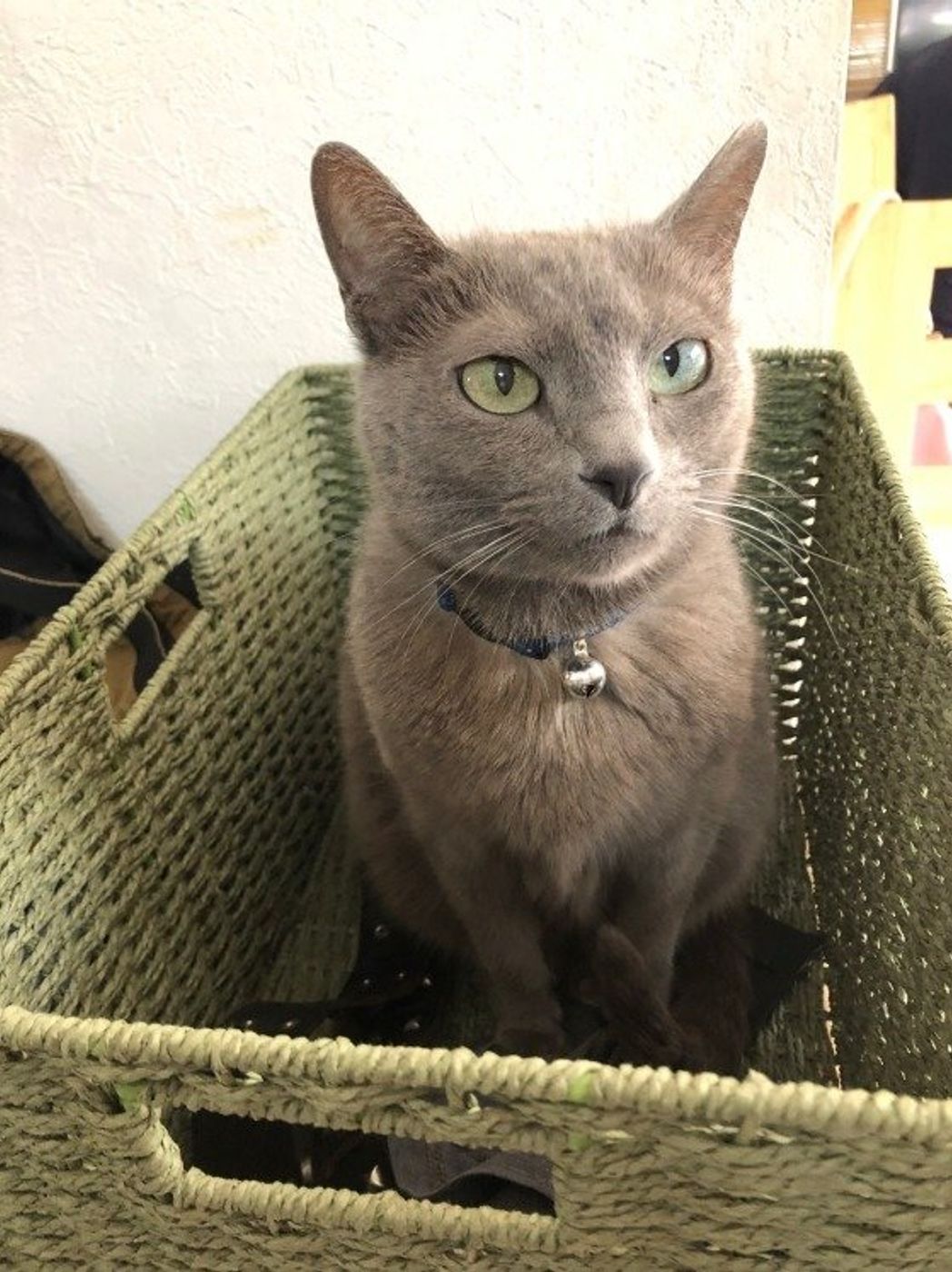 ねこのきもち 猫の柄と色は何種類 誕生の仕組みと柄について徹底分析 ねこのきもちweb Magazine ねこのきもち 猫の柄と色は何種類 誕生の仕組みと柄について徹底分析 ねこのきもちweb Magazine