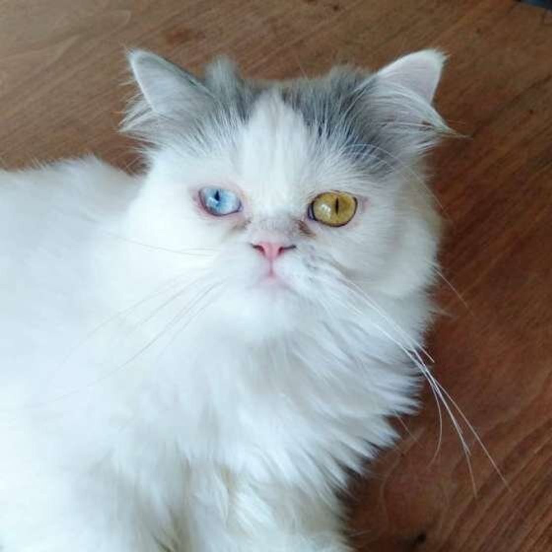 社交的で人懐っこい エキゾチックショートヘア の魅力 かわいい画像付きで解説 ねこのきもちweb Magazine 社交的で人懐っこい エキゾチックショートヘア の魅力 かわいい画像付きで解説 ねこのきもちweb Magazine