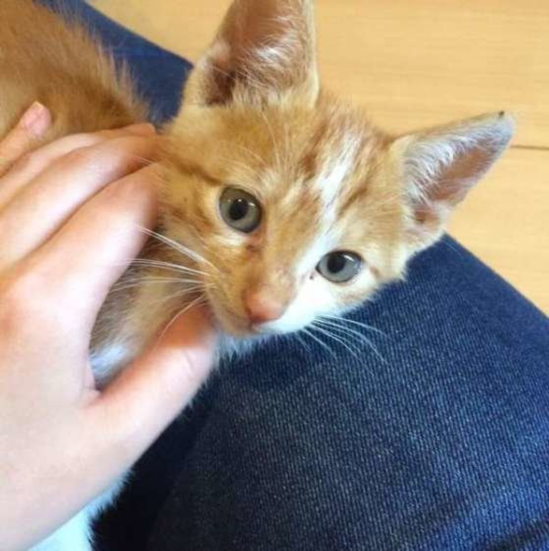 猫を 外に出さないほうがいい 3つの理由 ねこのきもちweb Magazine 猫を 外に出さないほうがいい 3つの理由 ねこのきもちweb Magazine