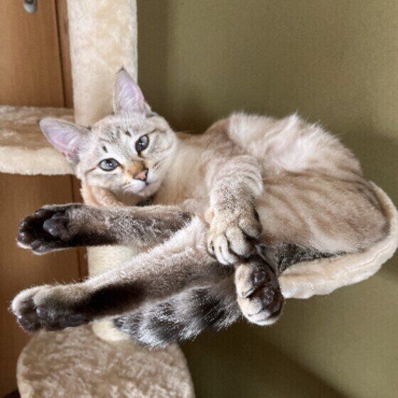 キャットタワーでくつろぐ猫