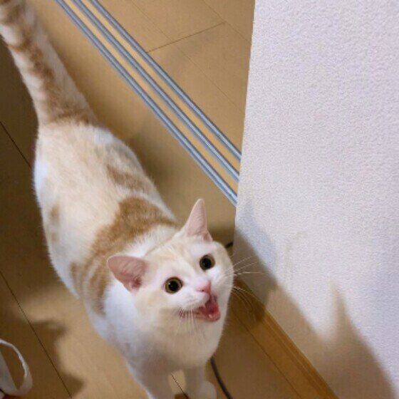 鳴く猫