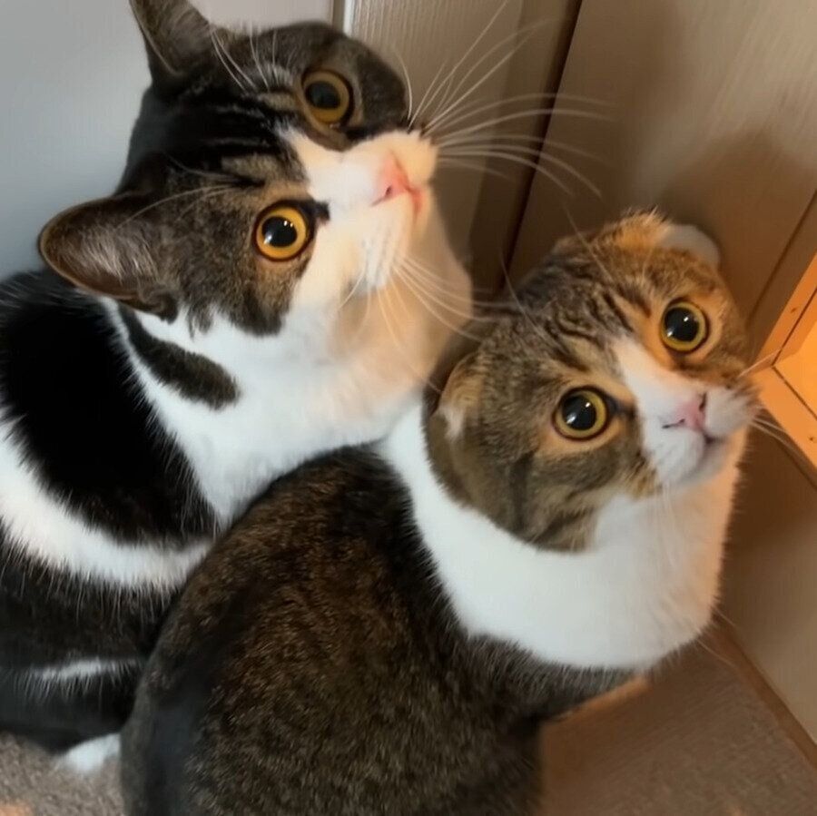 扉の前で待つぽこ太郎ちゃんとうま次郎ちゃん