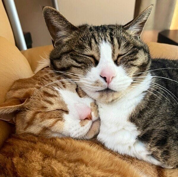 顔を寄せ合うオレオちゃんとモカくん