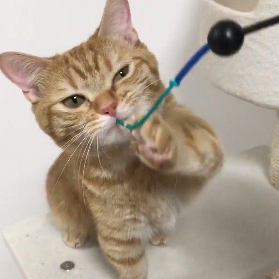 おもちゃをくわえるマンチカン