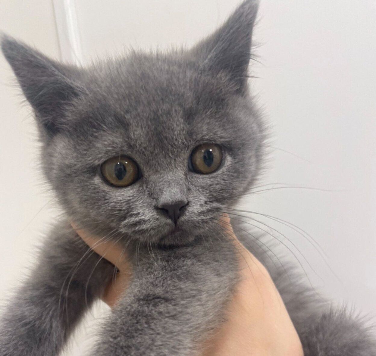 出会った日のかんぱちちゃん