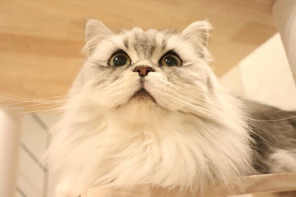 ふわふわなこゆきちゃん