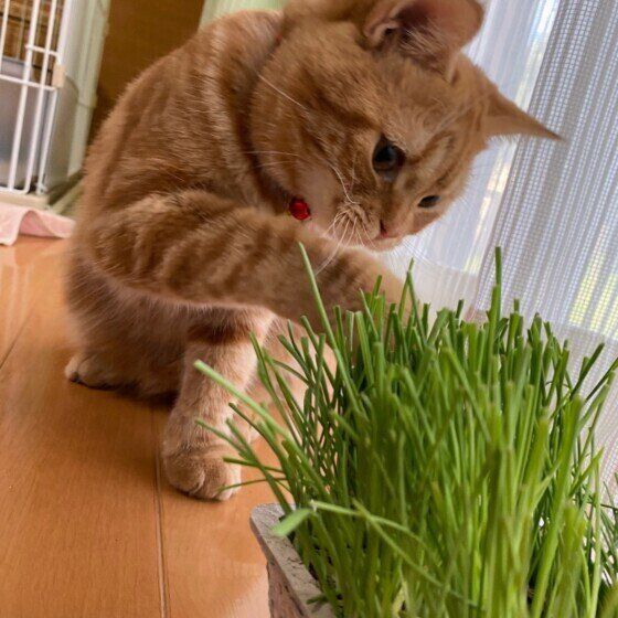 スコティッシュフォールドのこむぎくん