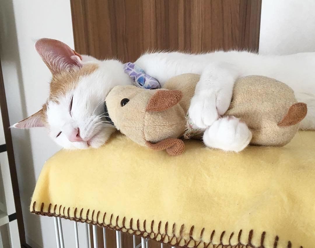 ぬいぐるみを抱いて寝る猫