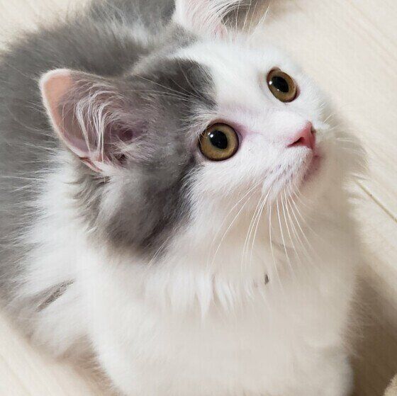 白い床とマンチカン