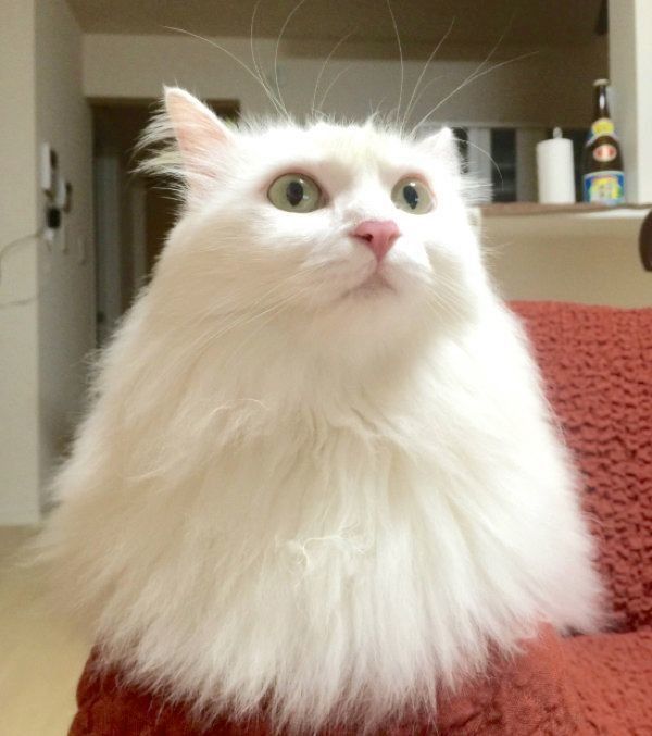 モフモフのネムちゃん