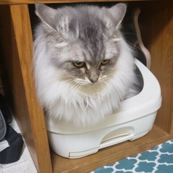 おトイレ中のサイベリアン