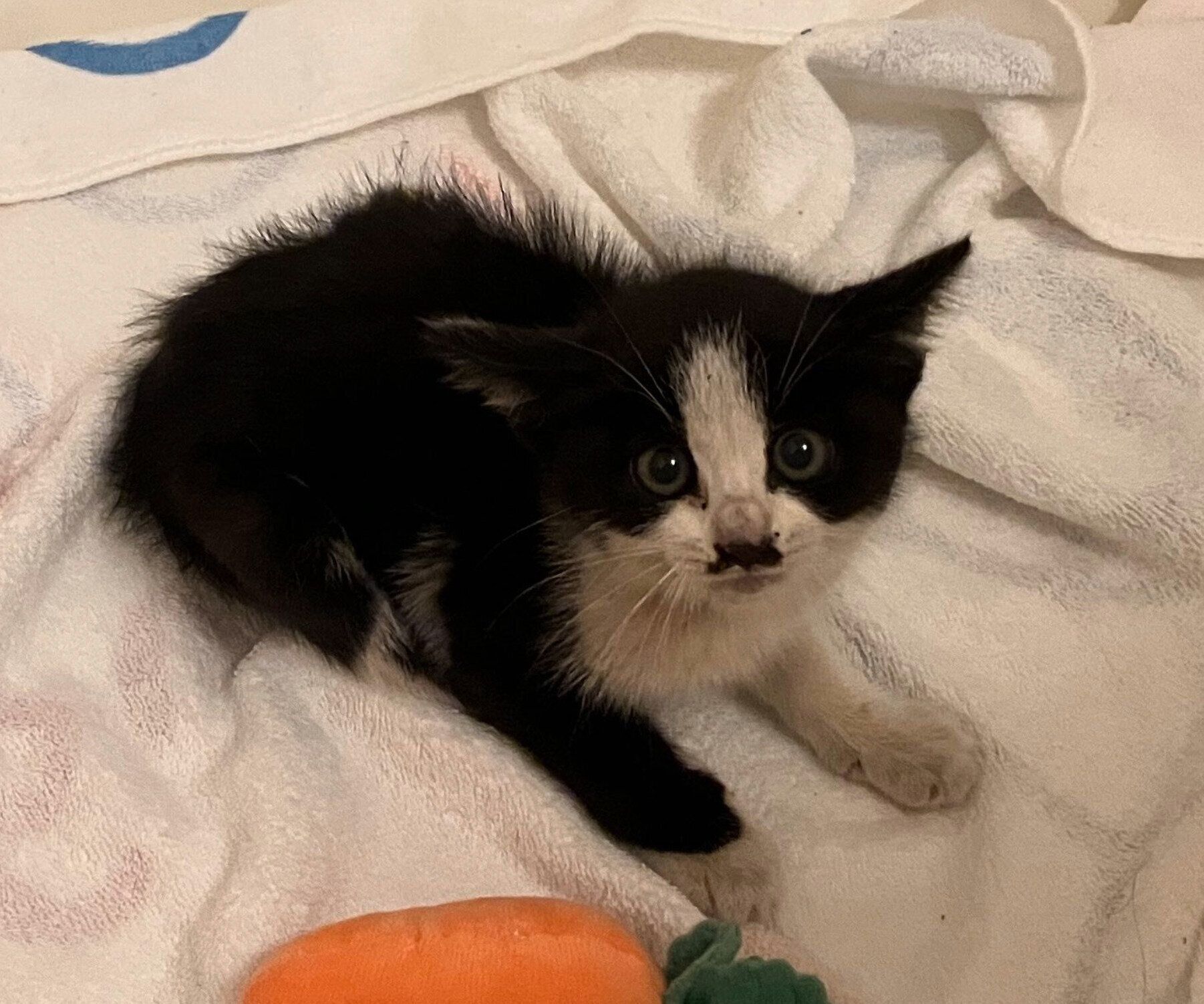 保護当時のててちゃん