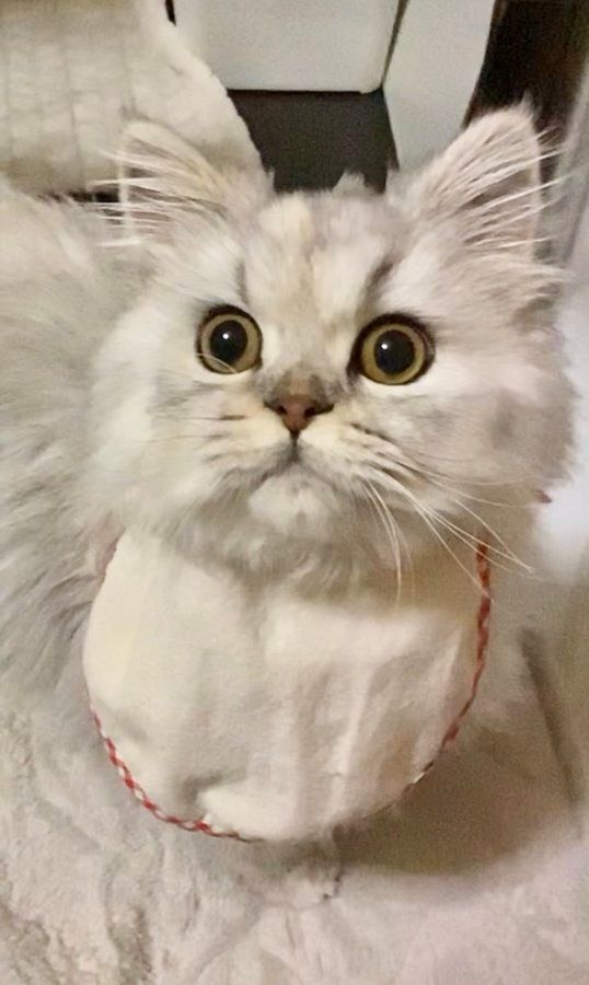 大きく目を見開くミヌエット