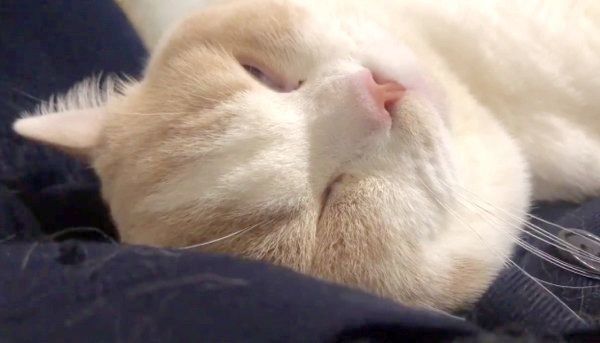 大きなイビキをかくてんぷらちゃん