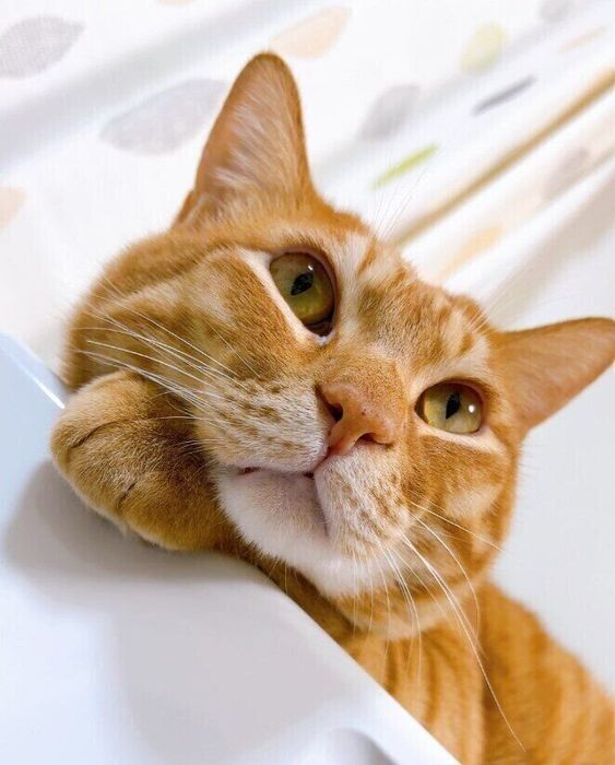 遠くを見つめる猫