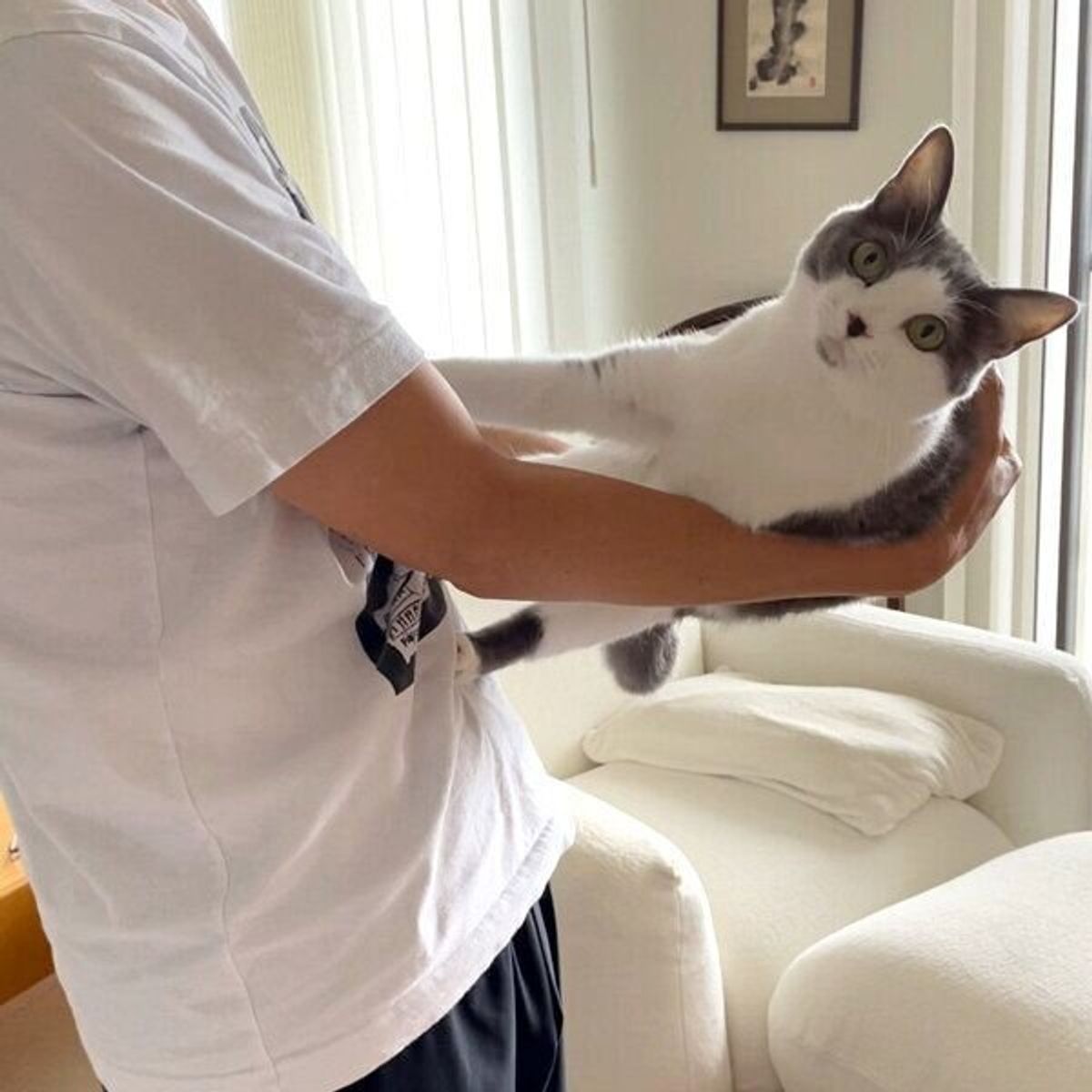 パパの抱っこを真顔で拒否する猫 じつは ツンデレ な姿にキュンとする ねこのきもちweb Magazine パパの抱っこを真顔で拒否する猫 じつは ツンデレ な姿にキュンとする ねこのきもちweb Magazine