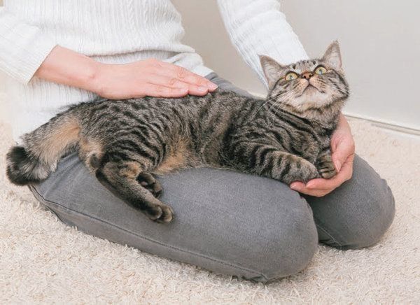 チョコンとのるしぐさでわかる猫の気持ち