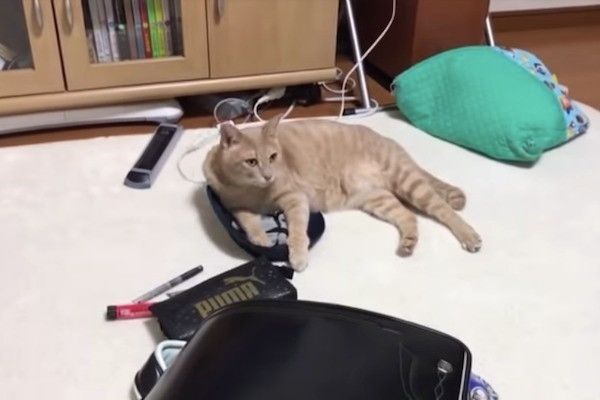 帽子大好きニャンコ