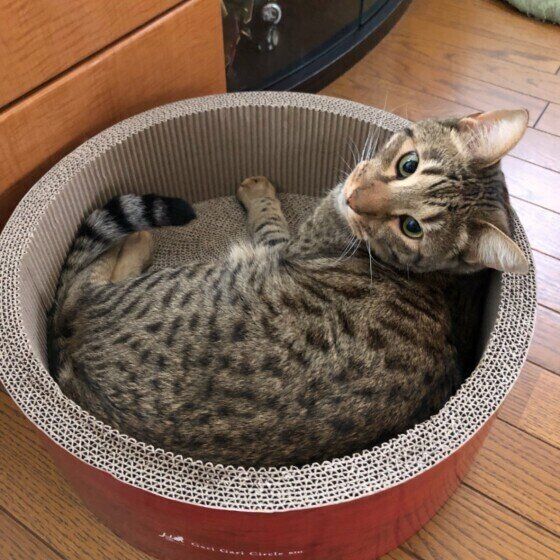 オシキャットのライくん