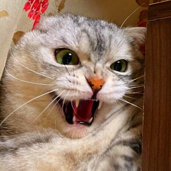 マンチカンのこまめちゃん