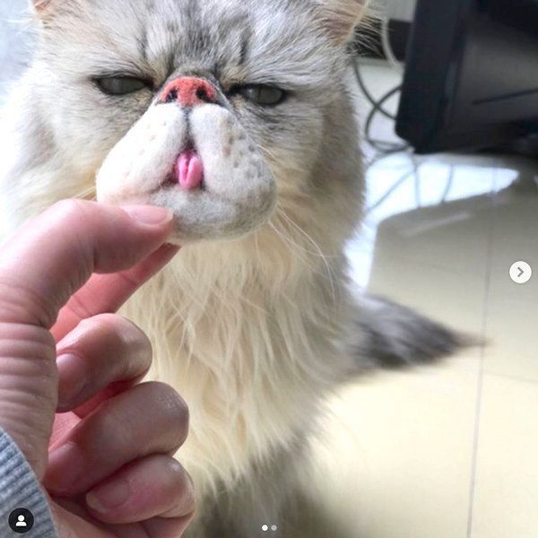 ミケ猫のヒゲ　本物 ねこの髭さし 三毛猫 ねこヒゲ 猫ひげ ねこのひげ集め ねこグッズ 羊毛