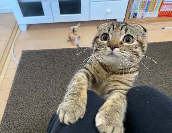飼い主さんの食べているものが気になるまつたけちゃん
