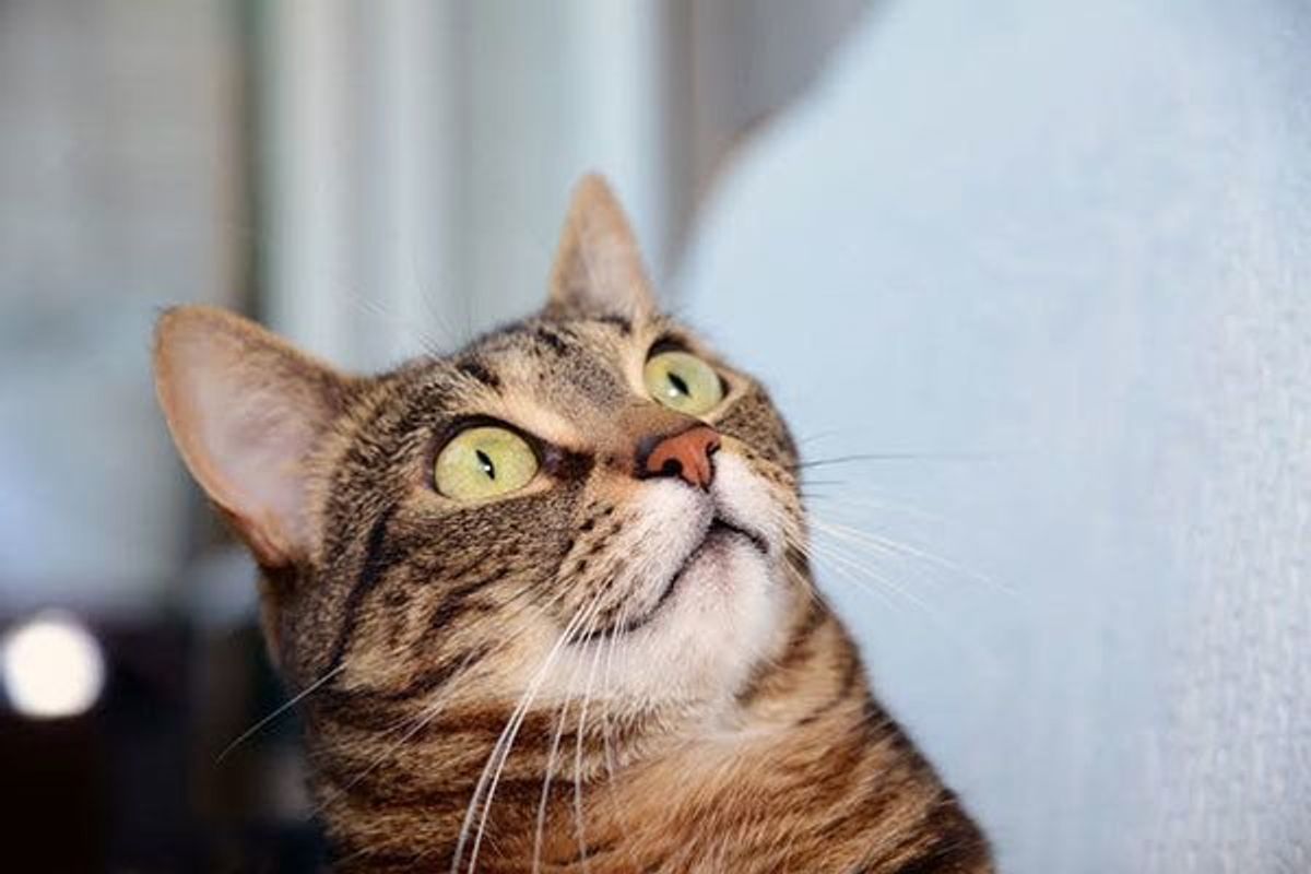 異変に気づいて 猫が 痛みを感じている ときに見せるサイン ねこのきもちweb Magazine 異変に気づいて 猫が 痛みを感じている ときに見せるサイン ねこのきもちweb Magazine