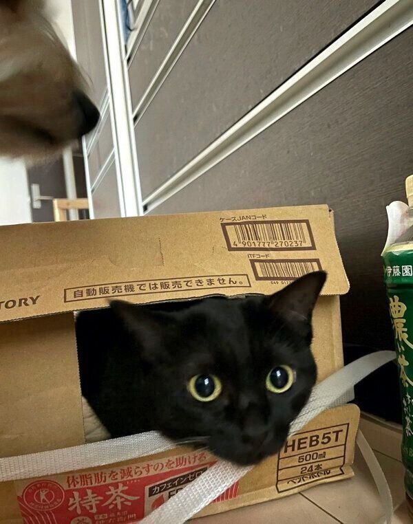 おとなになったあんこちゃん