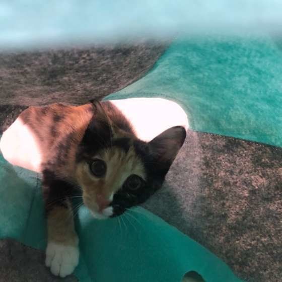 MIX ミサエちゃん