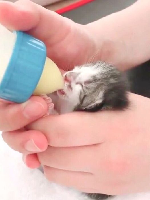 ミルクを飲むししゃもちゃん