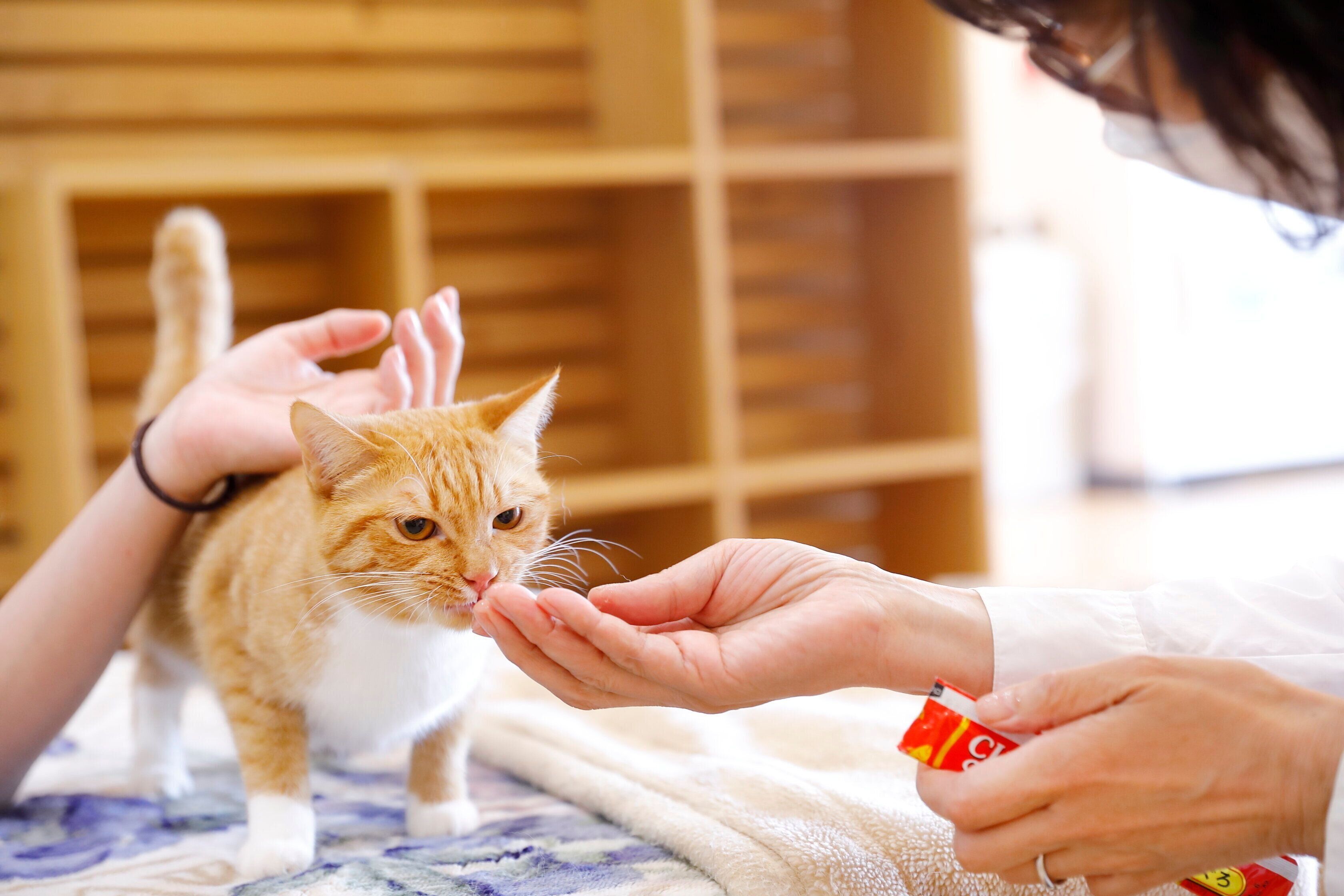 撮影／後藤さくら