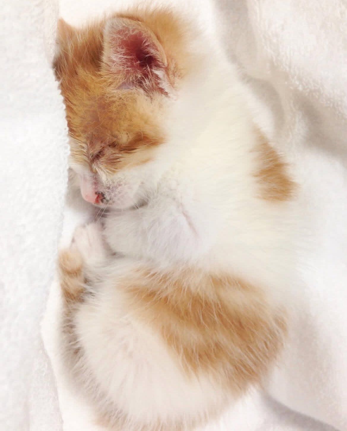 子猫時代のおかかごはんくん