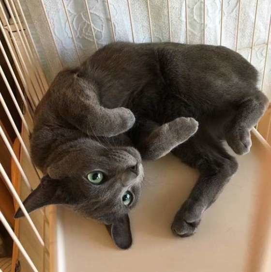 ゴロゴロするロシアンブルー