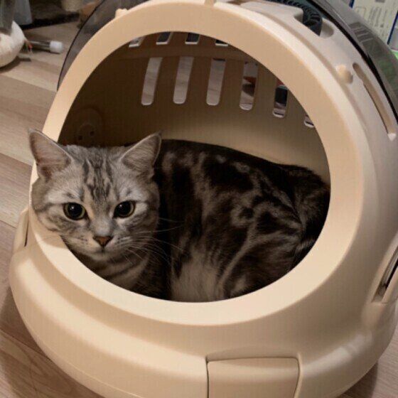 小鉄（こて坊）くん（アメリカンショートヘア）