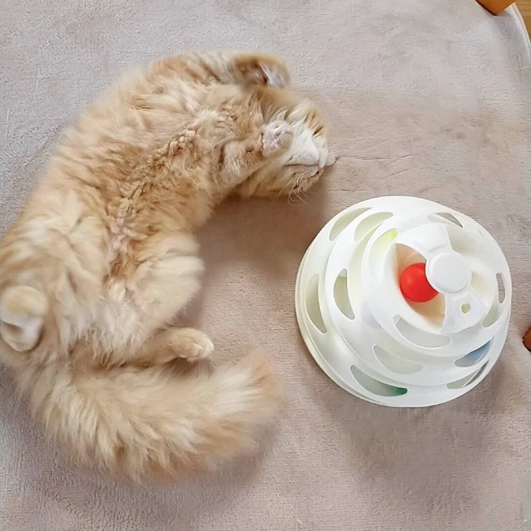 遊んでいる姿がかわいすぎ Snsで話題のスリコ キャットボールトイ ねこのきもちweb Magazine