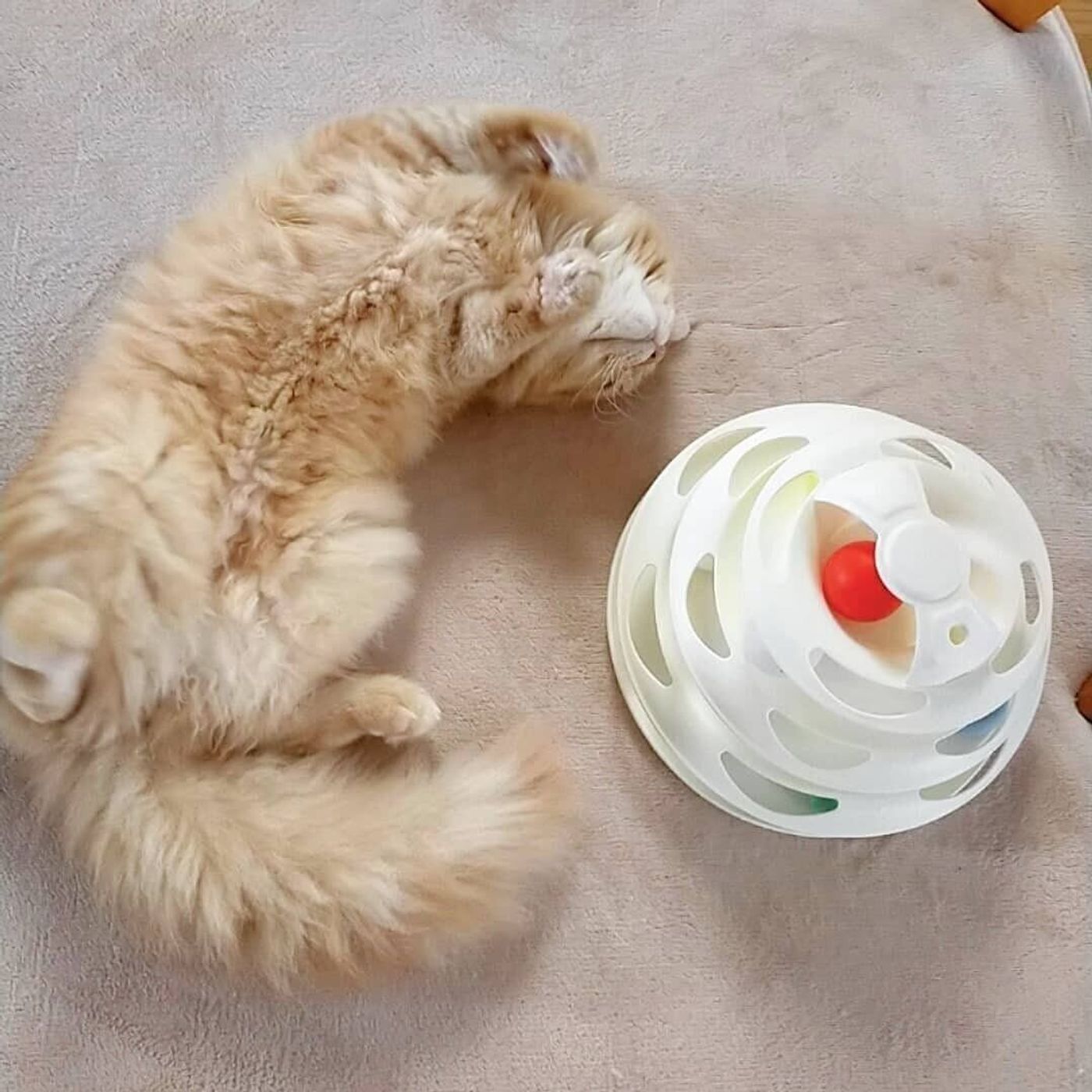 遊んでいる姿がかわいすぎ Snsで話題のスリコ キャットボールトイ ねこのきもちweb Magazine 遊んでいる姿がかわいすぎ Snsで話題のスリコ キャットボールトイ ねこのきもちweb Magazine