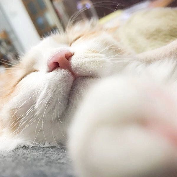 眠るのぶおちゃん