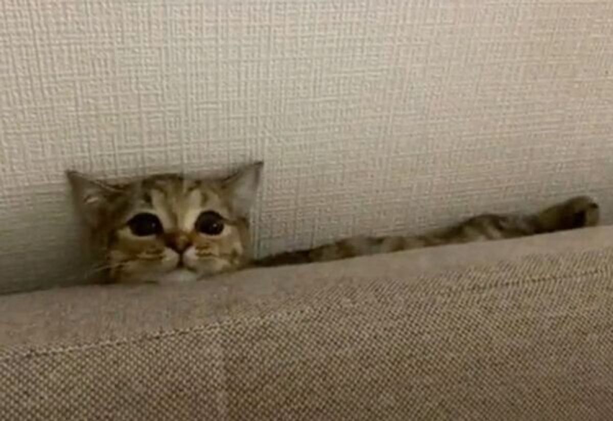 帰宅したら衝撃の光景が ソファの隙間にすっぽり収まってしまう猫の姿に驚き ねこのきもちweb Magazine 帰宅したら衝撃の光景が ソファの隙間にすっぽり収まってしまう猫の姿に驚き ねこのきもちweb Magazine
