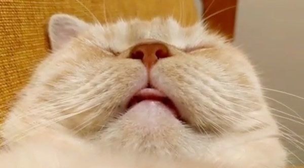 眠るマンチカン