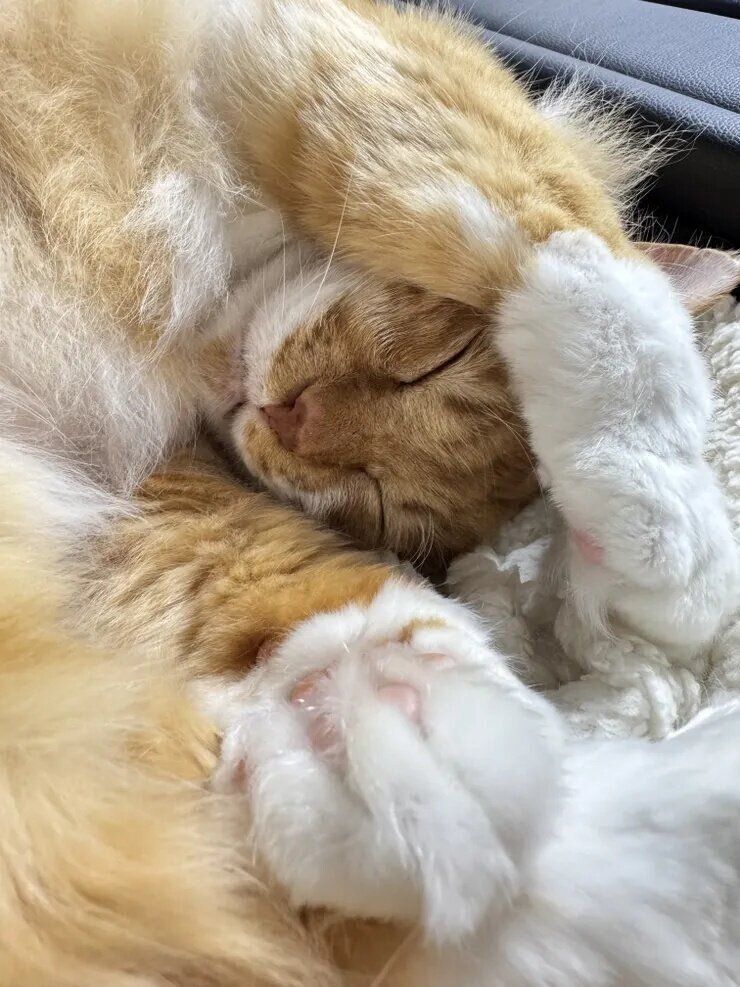 ねこのきもち『きもちテラス』で本テーマにコメントされた写真です。