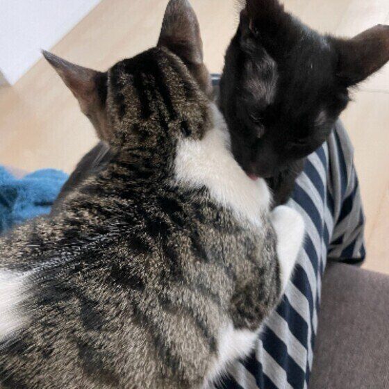 ひざにのるきなこちゃん（MIX）