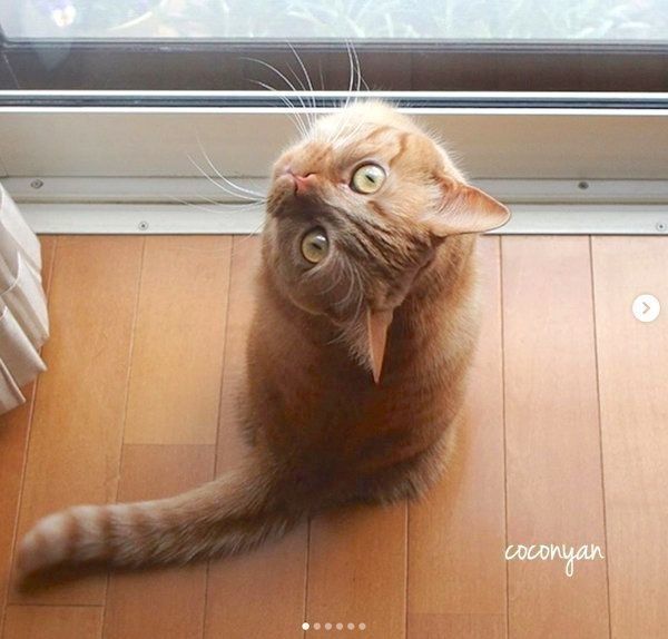 振り向くマンチカン