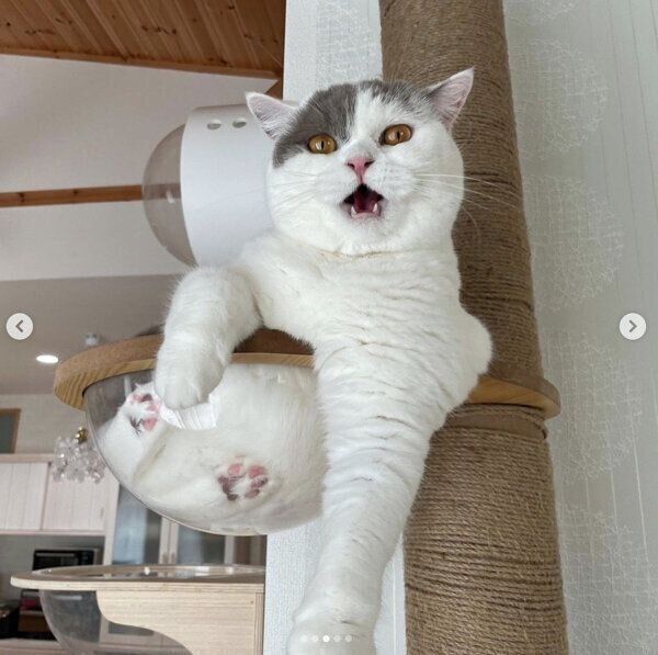 キャットタワーでくつろぐぱおちゃん