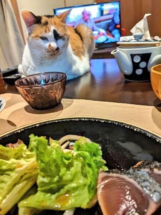 テーブルの刺身を狙うマルちゃん