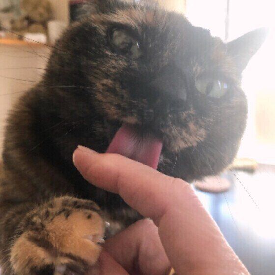 指をペロペロするサビMIXのポンちゃん